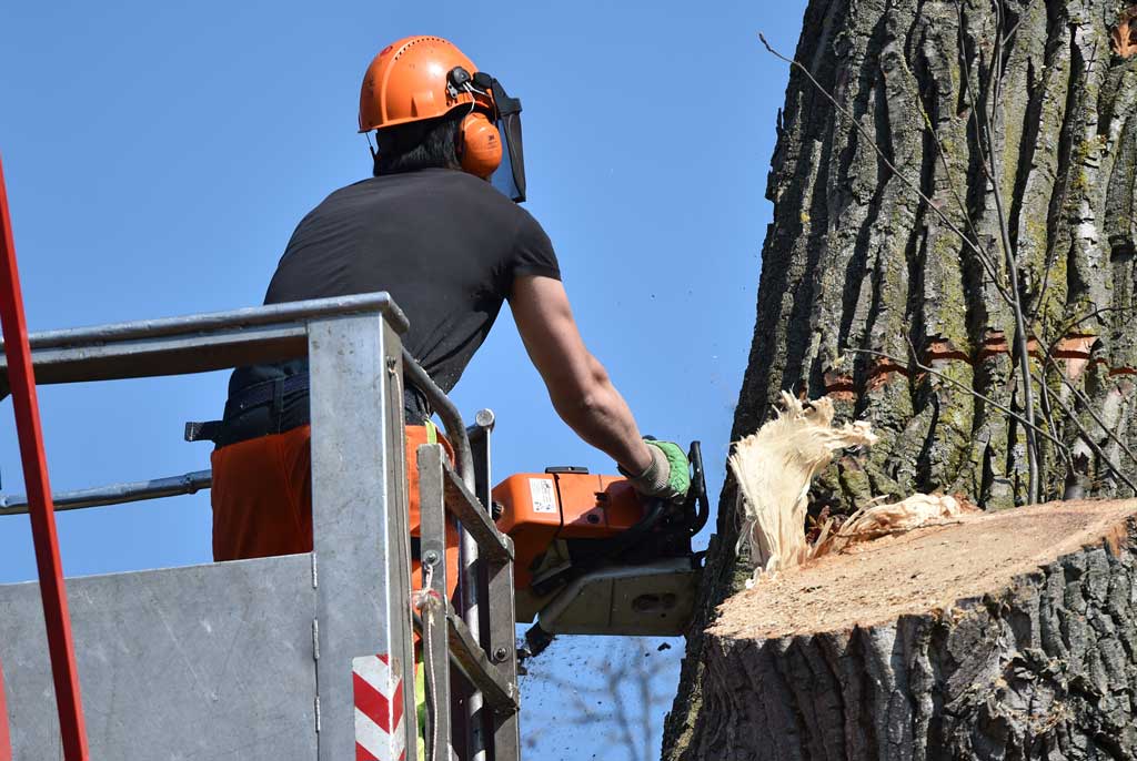 Baum- und Sträucherschnitt, Ganzjahre­spflege, Baum­fällungen